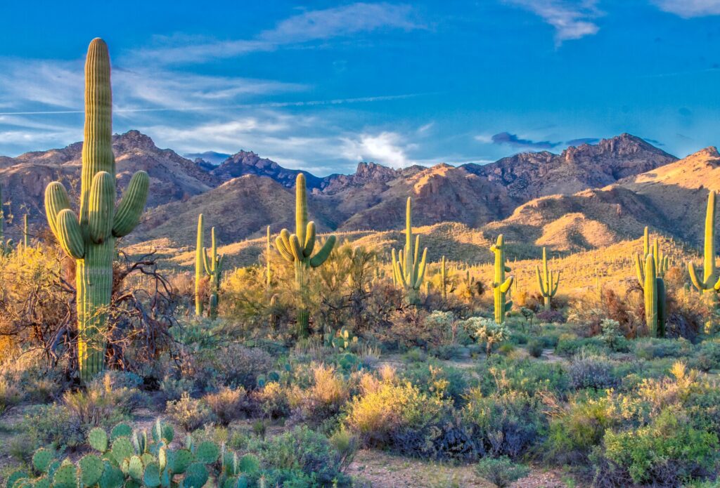 arizona desert